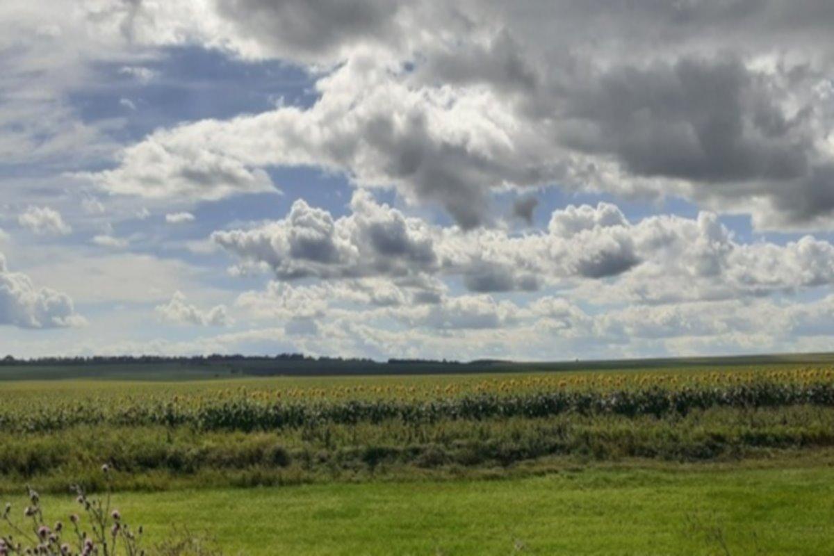 Аграрии Башкирии готовятся к уборке небывалого урожая подсолнечника