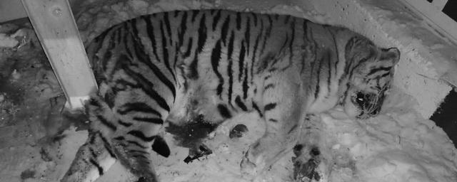 В Хабаровском крае автомобиль насмерть сбил амурского тигра