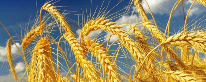 Bloomberg: due to strong demand from China, the world may face a wheat shortage