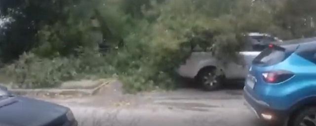 В Туле упавшие в результате непогоды деревья повредили машины