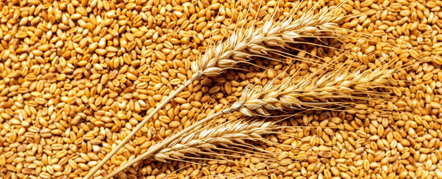 Эксперт Хазанов: Зерновая сделка невыгодна России и европейским аграриям