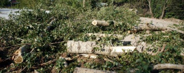 Прокуратура Магадана выявила несанкционированную вырубку деревьев