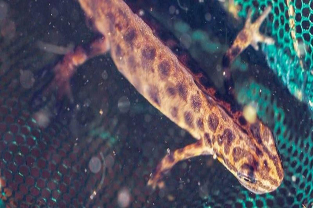 В естественном водоеме Москвы биологи вновь обнаружили краснокнижного тритона