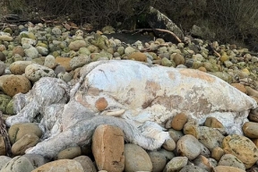A strange five-meter long creature washed ashore in the UK