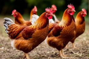 Ученые нашли в тропиках Бразилии новый вид птицы, похожий на кур