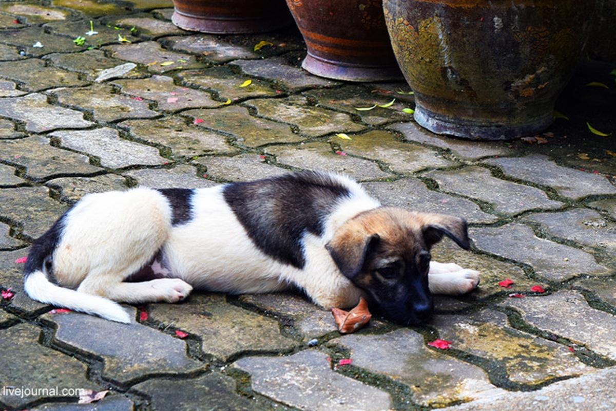 Туристов предупредили о вспышке бешенства в популярных у отдыхающих районах Таиланда