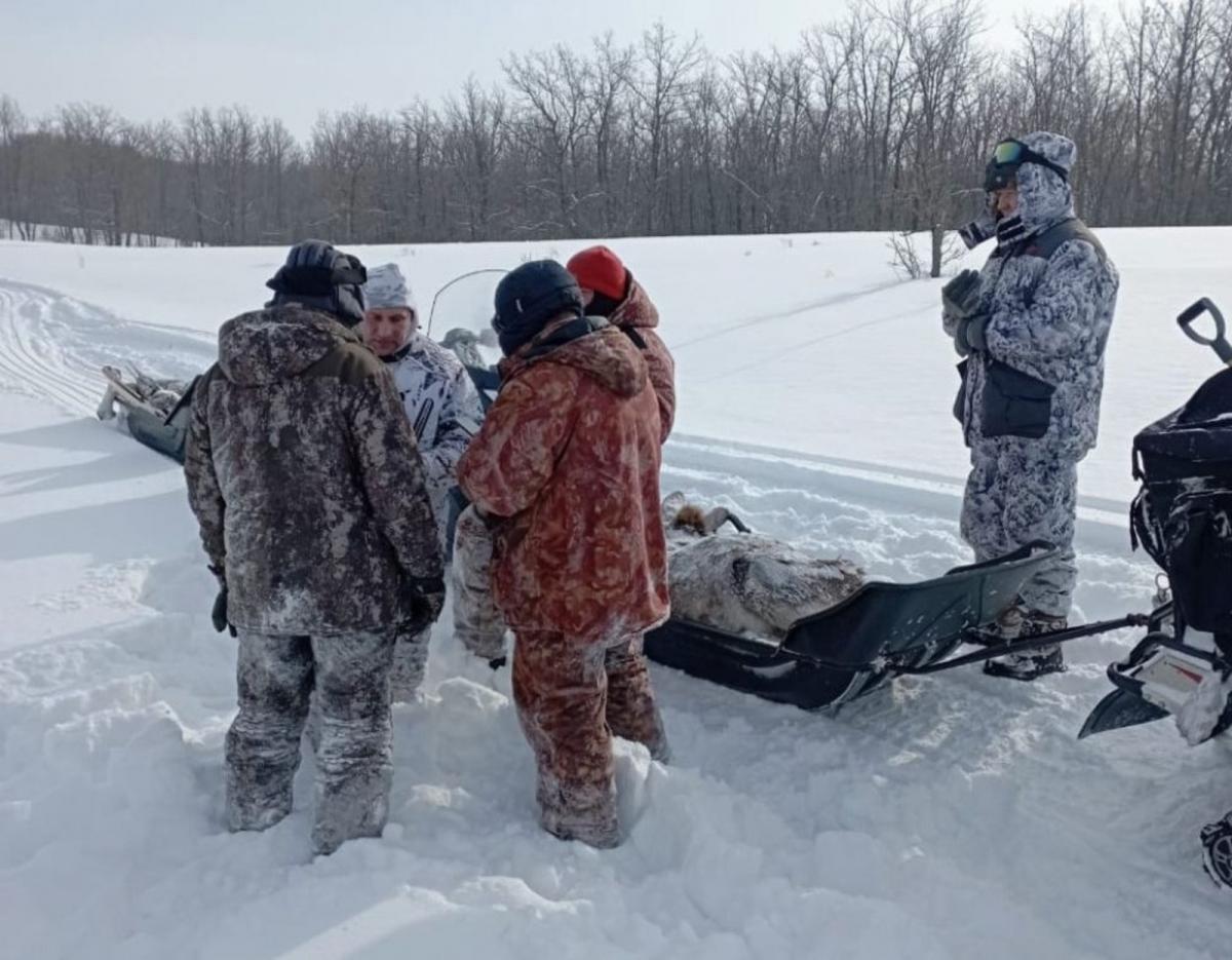 В отстреле лосей в Башкирии заподозрили чиновников из Оренбургской области