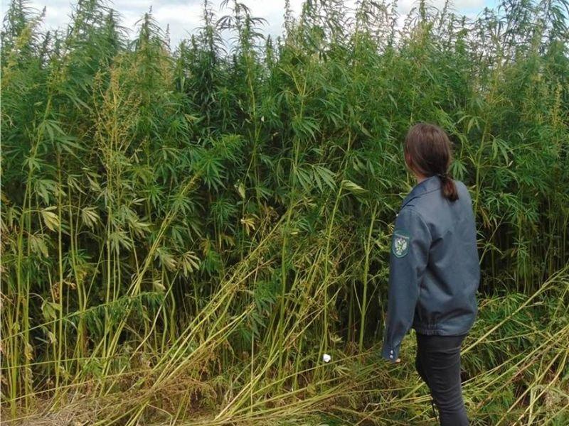 В Красноярском крае нашли заброшенный участок земли, заросший коноплей