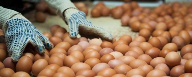 В Новосибирской области с начала года увеличилось производство яйца и мяса птицы