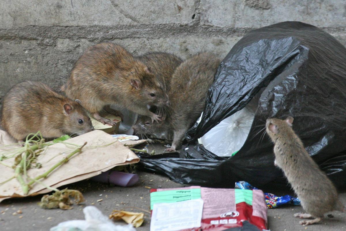 В Новосибирске жители Ленинского района заявили о нашествии крыс