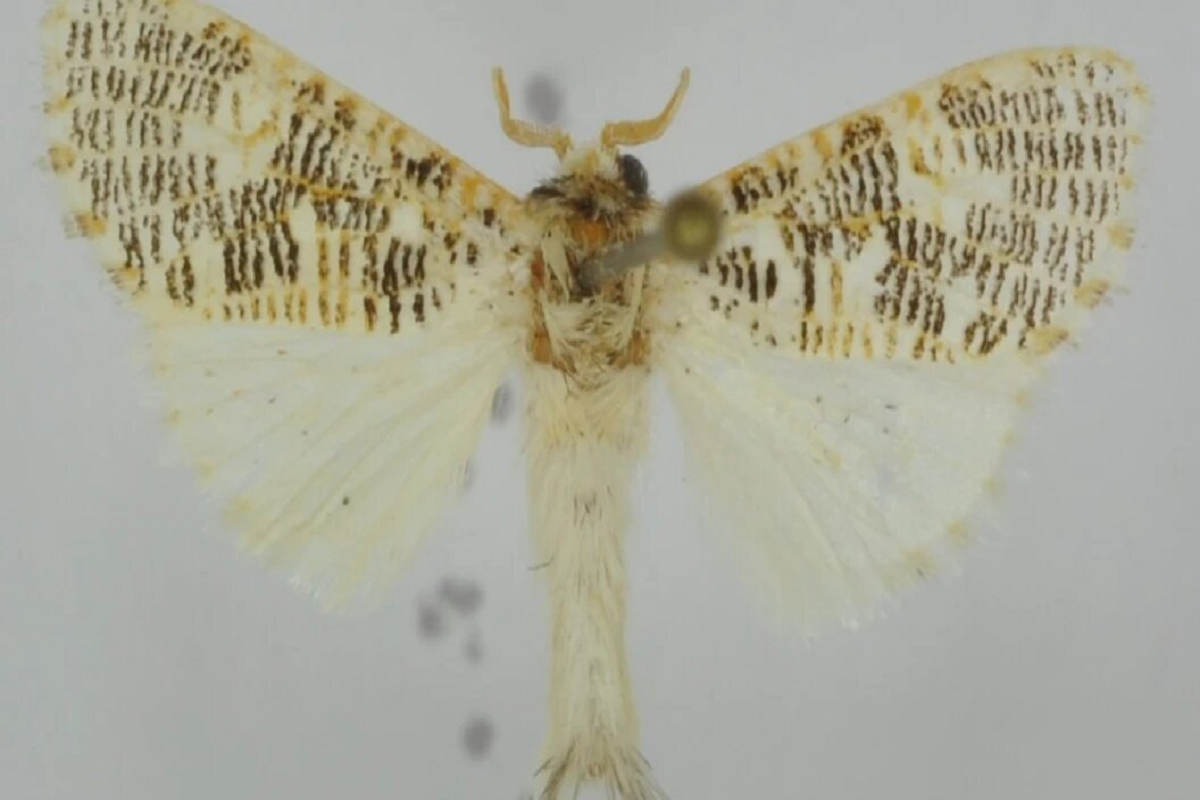 Обитающий в Танзании новый вид бабочек назвали в честь профессора ТГУ Феликса Тарасенко