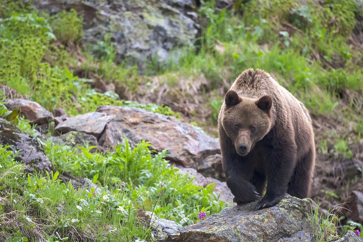 Из-за одного растерзанного человека истребят 350 медведей с Украины
