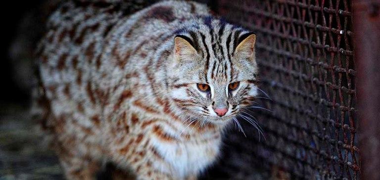 Сибирские ученые выведут гибрид домашней кошки и дальневосточного кота