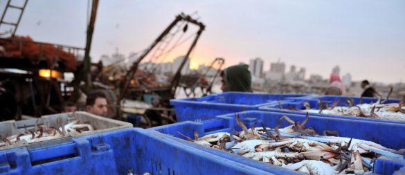 Россия осталась без главного импортера морепродуктов, потеряв в течение года $838 млн