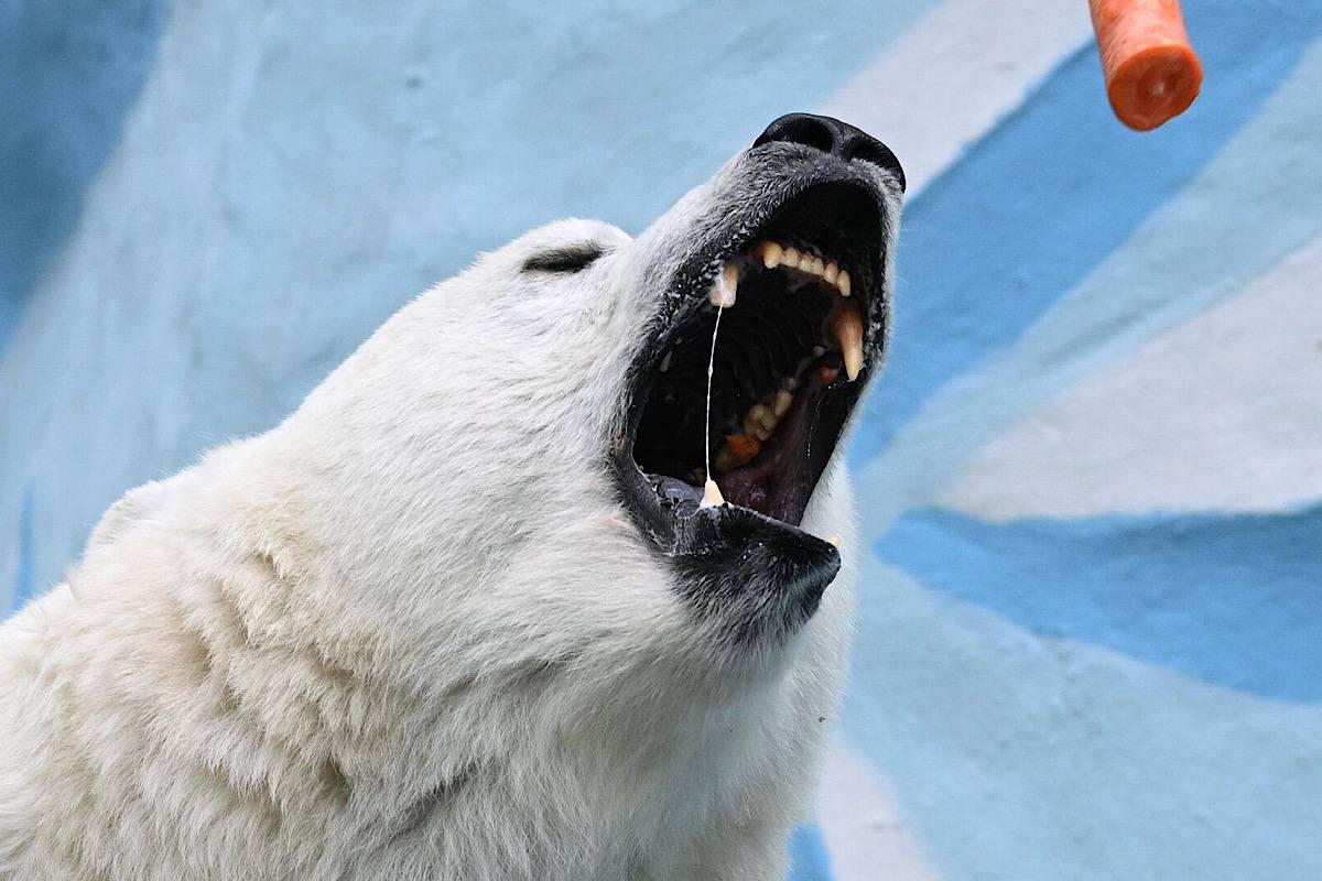 Чудом спасся: белый медведь напал на россиянина на Шпицбергене