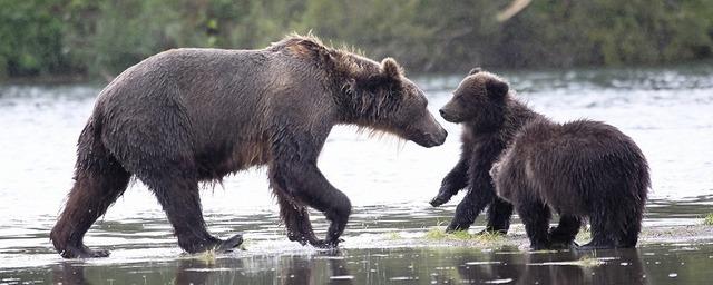 В поисках детеныша новосибирский поселок посетила медведица