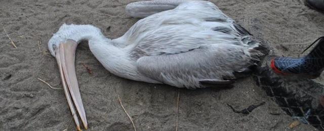 В устье канала в Дагестане погибли 40 краснокнижных пеликанов