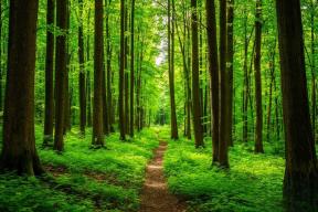 В Костромской области арендаторов ждет расторжение договоров за нарушение обязательств по лесовосстановлению