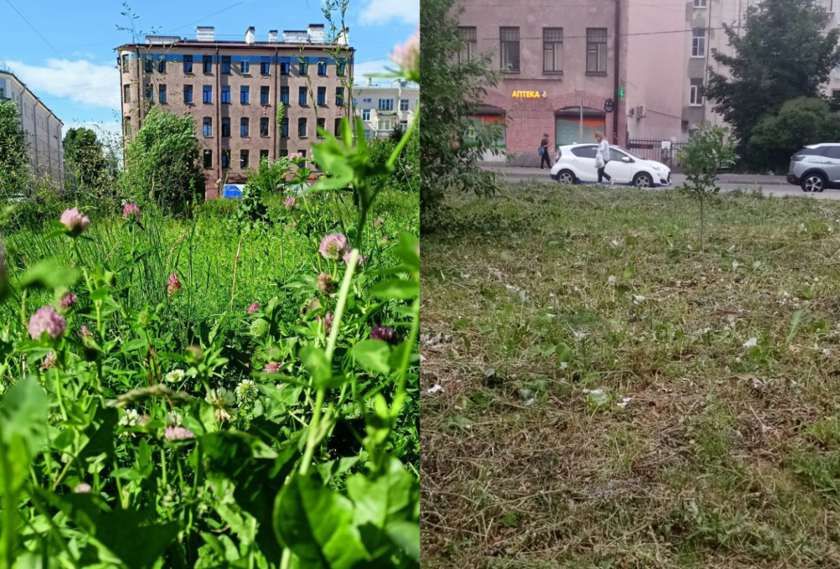 Движение «Общественный сад» выступило против кошения газонов в Петербурге