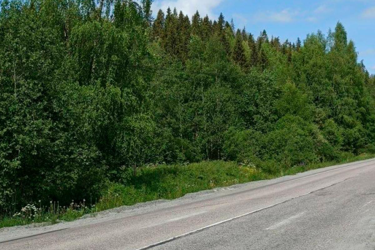 В Карелии дорожников заставят вернуть лесу долг