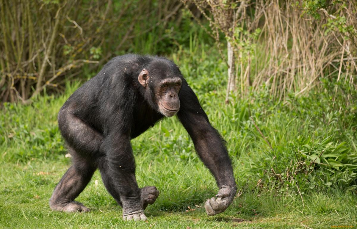 Ученые по записям вокала шимпанзе раскрыли ранее неизвестный язык приматов