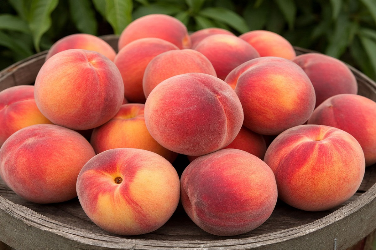 В Новосибирске выявили партию персиков, зараженных опасными вредителями