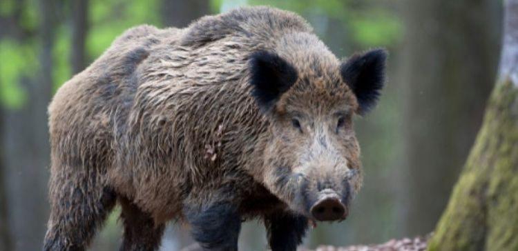 В парке Александрино поймали дикого кабана 