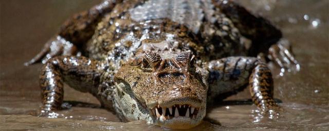 Популяция крокодилов на планете может сократиться наполовину