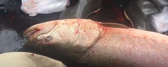 Сахалинский рыбак поймал краснокнижного тайменя весом 30 килограммов