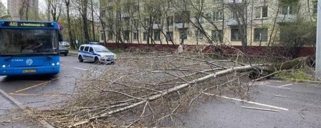 В Москве из-за сильного ветра и упавших деревьев пострадали два человека