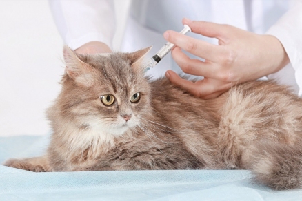 Управление ветеринарии Якутска организовало бесплатную вакцинацию собак и кошек против бешенства