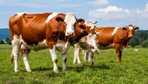 В Ульяновской области коровы демонстрируют впечатляющие результаты по производству молока