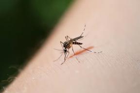 Роспотребнадзор: заражения дирофиляриозом фиксируют ежегодно, но без роста заболеваемости