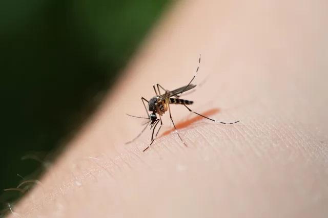 Роспотребнадзор: заражения дирофиляриозом фиксируют ежегодно, но без роста заболеваемости