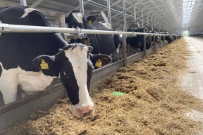 Высокотехнологичная ферма “Леднево” открылась во Владимирской области