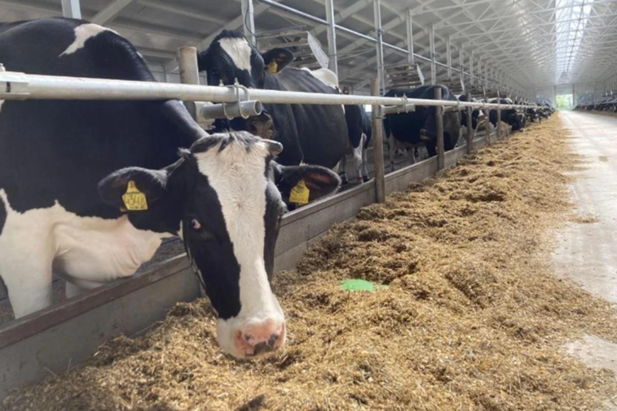 Высокотехнологичная ферма “Леднево” открылась во Владимирской области