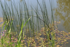 Поиски в Коми: тело утонувшего в Вычегде подростка нашли на глубине шести метров