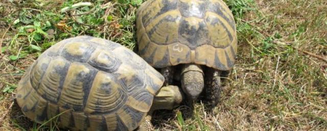 Корсика: 150 000 евро штрафа за уничтожение охраняемых черепах