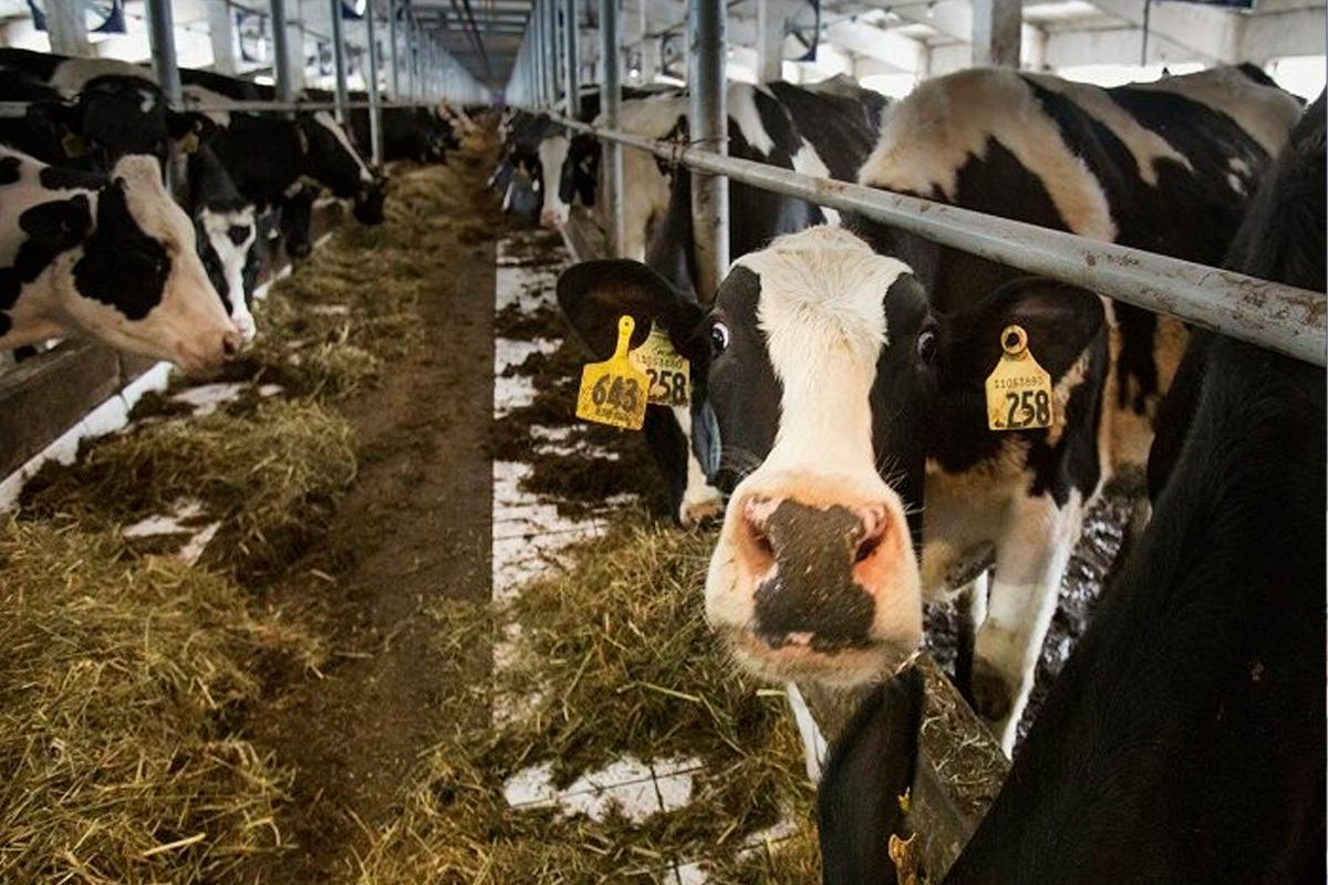 В Псковской области работало хозяйство без дезбарьера и регистрации животных