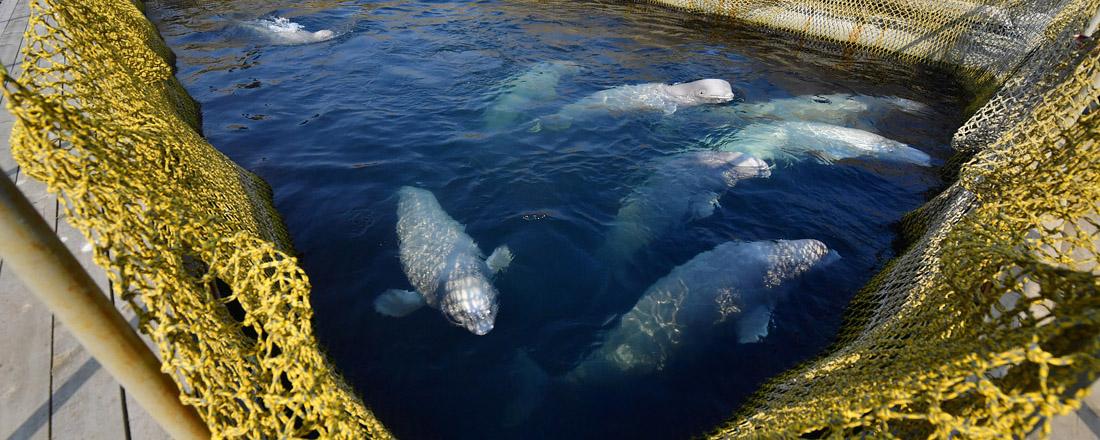 Животных из «китовой тюрьмы» в Приморье выпустят на волю