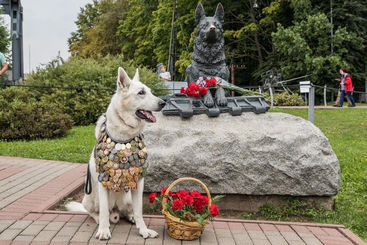 В Туле планируют отметить День фронтовой собаки