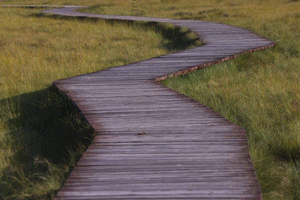 К 2030 году между Петербургом и Ленобластью обещают создать пять экотроп