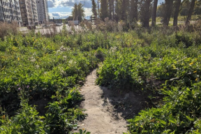 В Туле возвели крупный жилой комплекс, однако не предусмотрели тротуары для доступа к нему