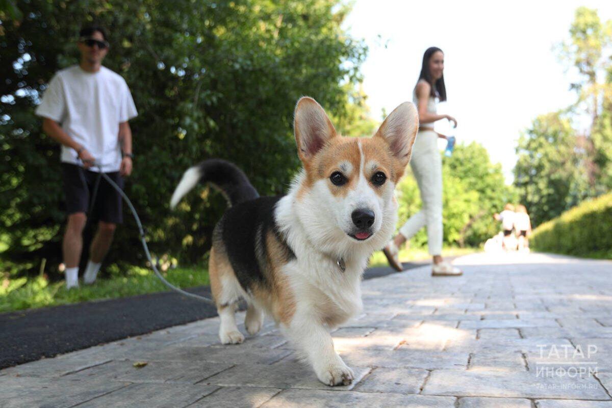 В Татарстане узаконили обязательное чипирование домашних собак