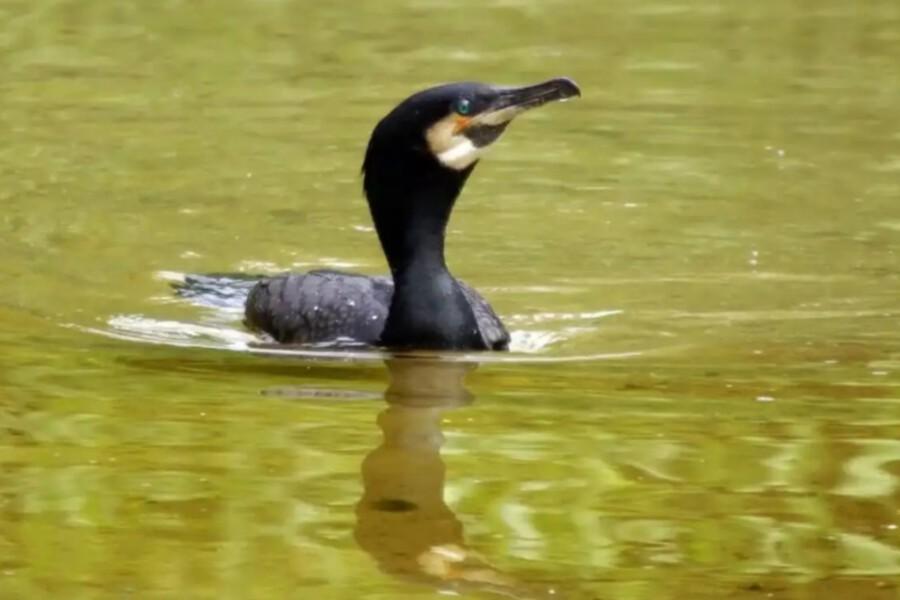 Новгородская область предлагает охотникам лицензии на лося в обмен на добычу бакланов