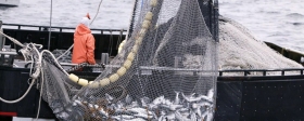 Глава Минсельхоза Патрушев: В 2023 году в России выловили в 2,5 раза больше лососевых