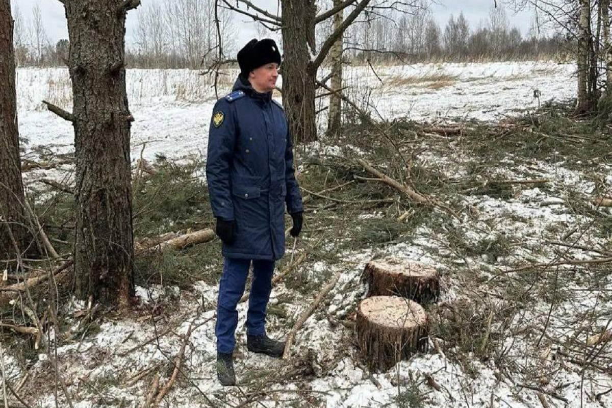 В Псковском округе выявили незаконную вырубку 196 сосен на 5 млн рублей