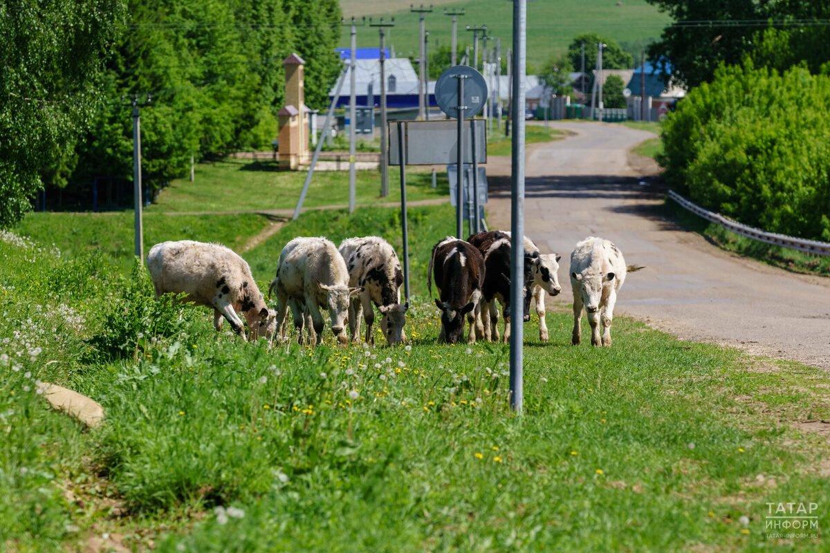 В Елабужском, Заинском и Сармановском районах Татарстана выявили зараженных бешенством животных