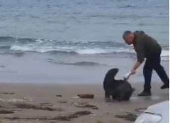 На Сахалине туристы отхлестали мертвой рыбой больного морского котика — Видео