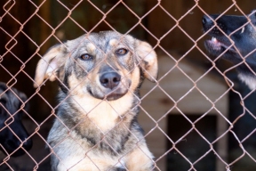 В Оренбургской области начали отказываться от массового усыпления бездомных собак